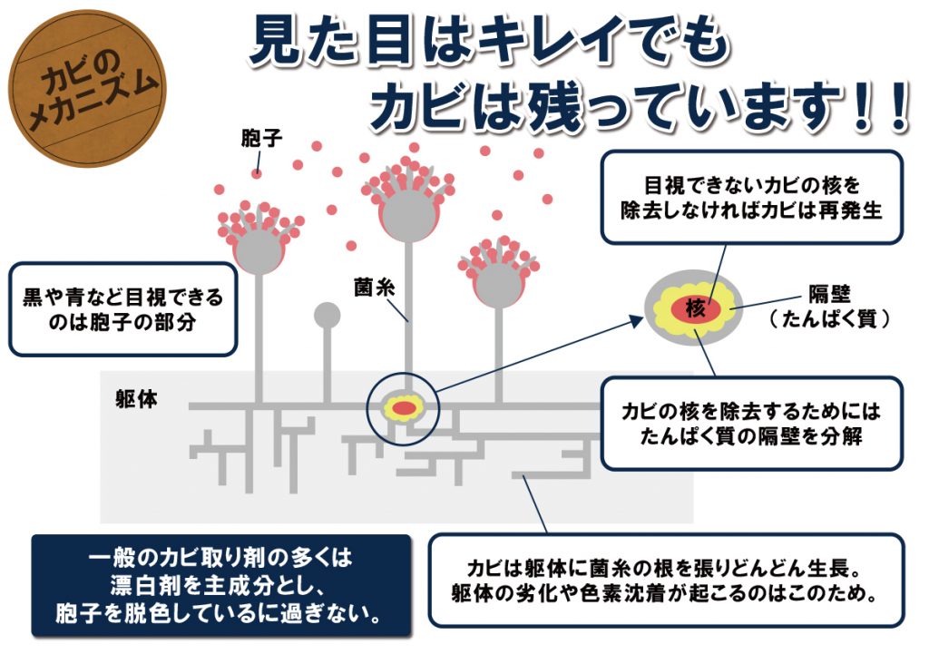 カビのメカニズム G-Eco工法